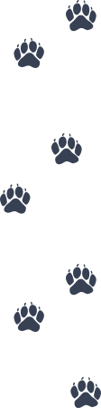 Multipule Bear Paw Prints Sticker