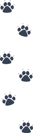 Multiple Wildcat Paw Prints Sticker