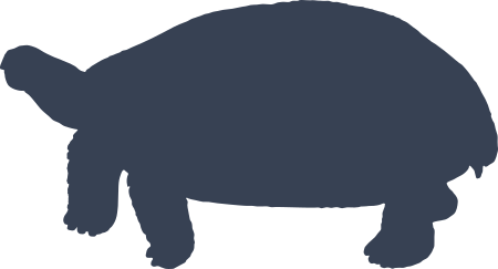 Turtle Sticker Decal