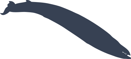 Long Skinny Whale Sticker