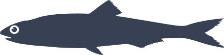 Anchovy Fish Sticker Decal