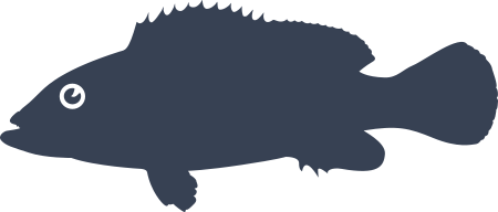 Dusky Grouper Fish Sticker Decal